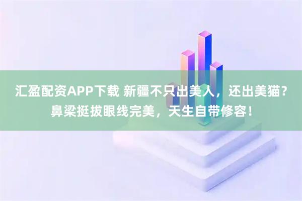 汇盈配资APP下载 新疆不只出美人，还出美猫？鼻梁挺拔眼线完美，天生自带修容！